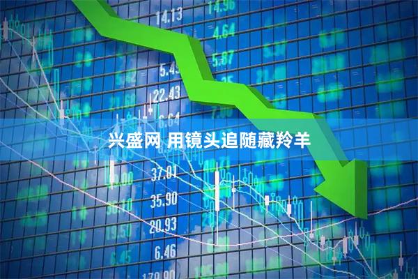 兴盛网 用镜头追随藏羚羊